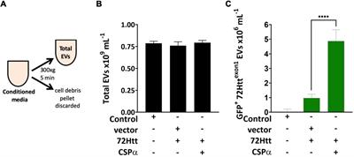 Cysteine String Protein Controls Two Routes of Export for Misfolded Huntingtin